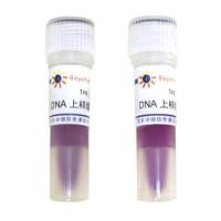 DNA上样缓冲液(6X)