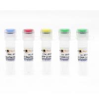 PCR Kit with BeyoTaq