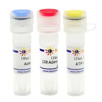 5’ DNA Adenylation Kit