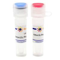 Antarctic Phosphatase (Thermosensitive)