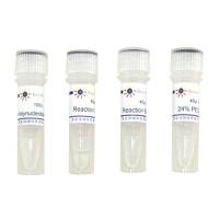 T4 Polynucleotide Kinase