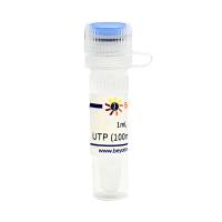 UTP (100mM, Nuclease free)