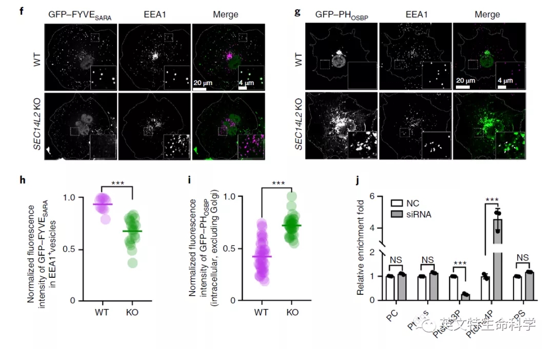 Nature子刊揭秘细胞器间互作——高尔基体介导内体分裂!