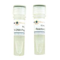 T4 DNA Polymerase
