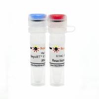 BeyoRT™ II M-MLV反转录酶(RNase H-) (试用装)