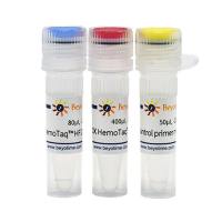 HemoTaq™ HF DNA Polymerase (Blood-resistant)