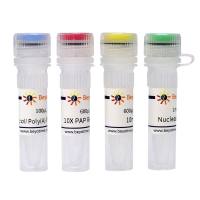 Poly(A) Polymerase Tailing Kit