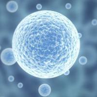 RGM1 大鼠正常胃黏膜上皮细胞