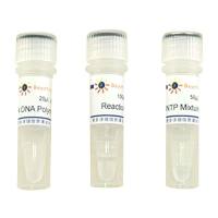 DNA末端平滑试剂盒