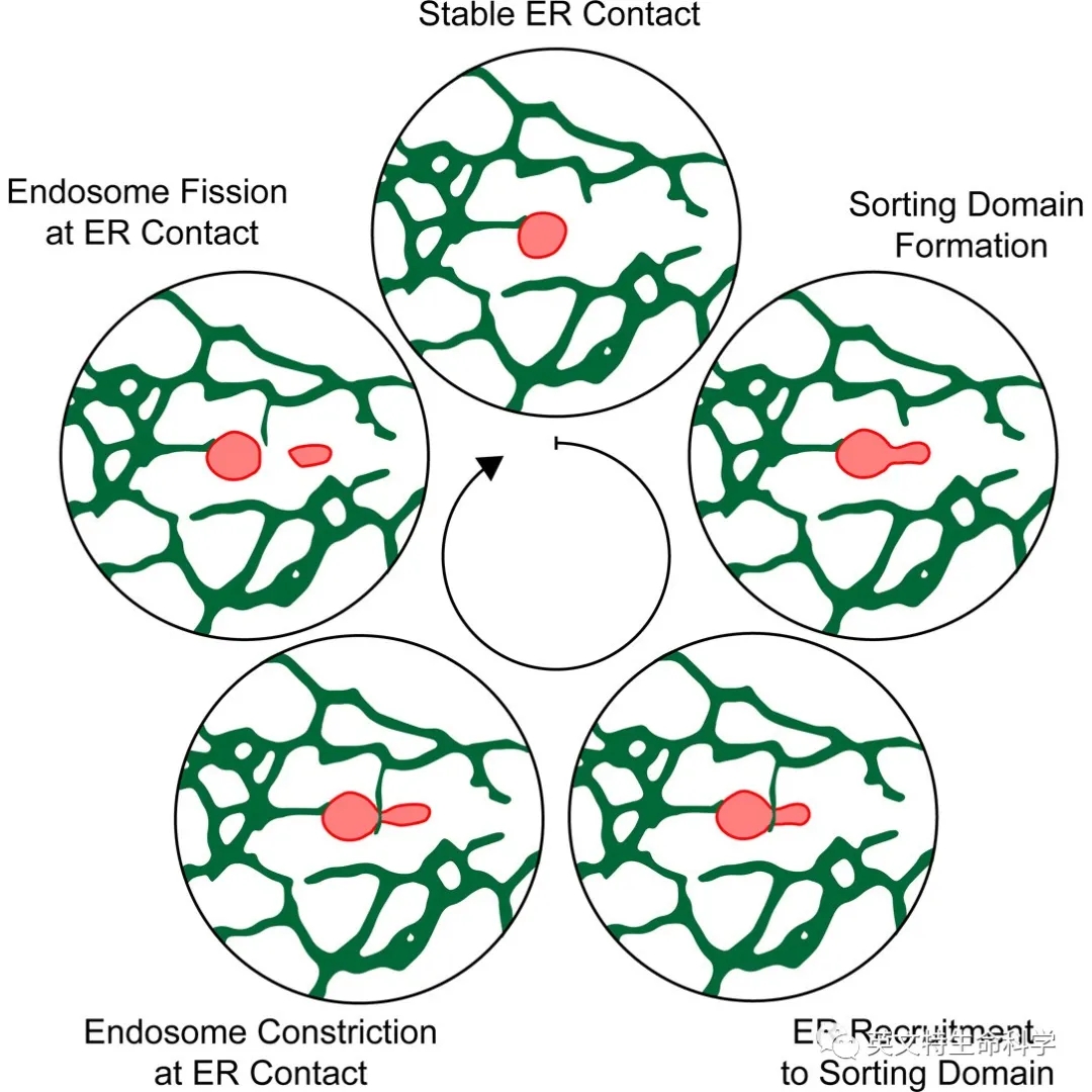 Nature子刊揭秘细胞器间互作——高尔基体介导内体分裂!