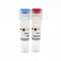 Terminal Deoxynucleotidyl Transferase (5U/μl)