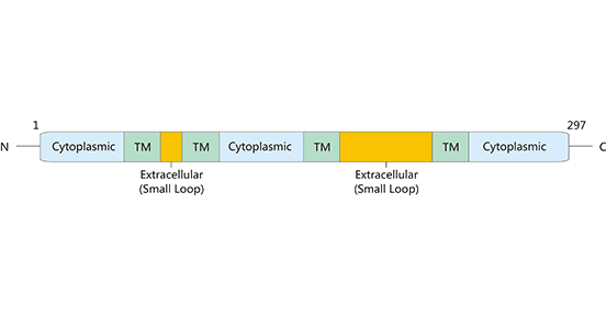 CD20，为何屡受药企大佬青睐？