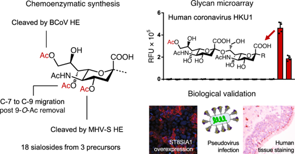 利用SCIENION 微阵列技术识别人类呼吸道病毒的功能受体