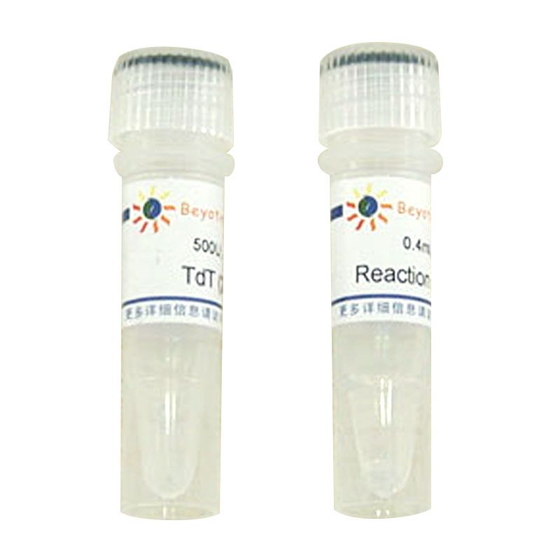 Terminal Deoxynucleotidyl Transferase (20U/μl, 进口分装)