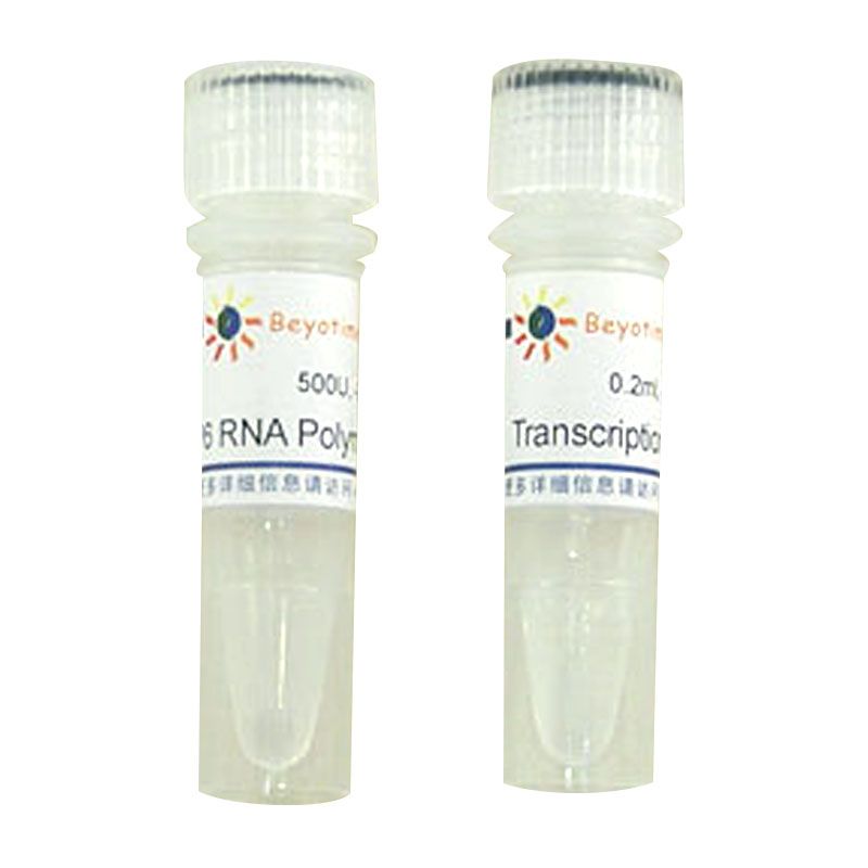 SP6 RNA Polymerase