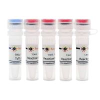 Terminal Deoxynucleotidyl Transferase (20U/μl)