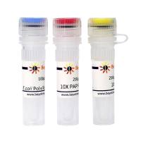 E.coli Poly(A) Polymerase