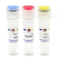 5’ DNA Adenylation Kit