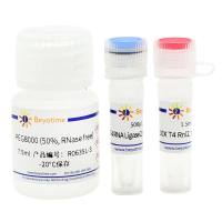 T4 RNA Ligase 2, truncated