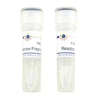 Klenow Fragment, Exo-