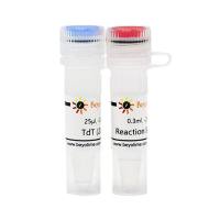 Terminal Deoxynucleotidyl Transferase (20U/μl)