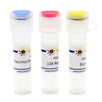 牛痘DNA拓扑异构酶I