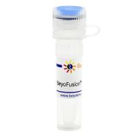 BeyoFusion™ PCR Master Mix (2X)
