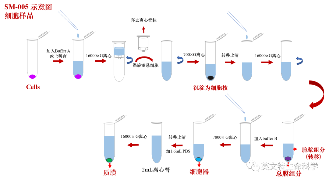 柱式法膜蛋白提取新应用——材料包裹