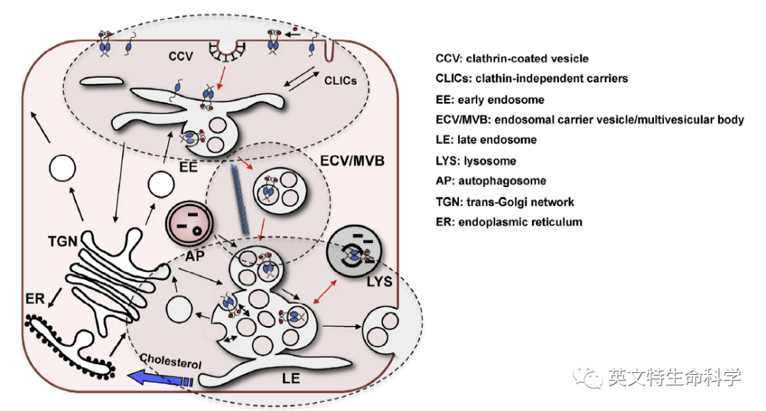 Nature子刊揭秘细胞器间互作——高尔基体介导内体分裂！
