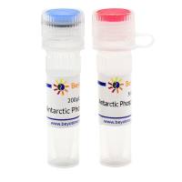 Antarctic Phosphatase (Thermosensitive)