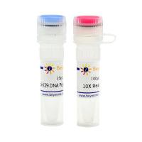 phi29 DNA Polymerase