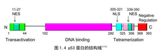 P53 信号通路激活 MDM2 的表达