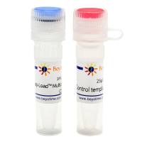 Easy-Load™ Multiplex PCR Master Mix (2X)