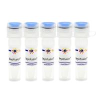 BeyoFusion™ PCR Master Mix (2X)