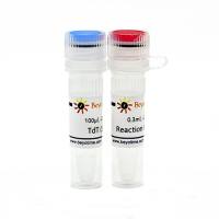 Terminal Deoxynucleotidyl Transferase (5U/μl)