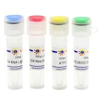 T4 RNA Ligase 1 (ssRNA Ligase)