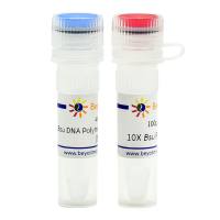 Bsu DNA Polymerase, Large Fragment