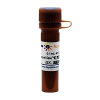 InstantView™红色荧光DNA上样缓冲液(6X, 溴酚蓝) (试用装)