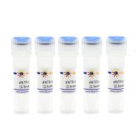 dNTP/dUTP Mixture (2.5mM each/5mM)