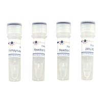 T4 Polynucleotide Kinase