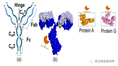 搞定IP/Co-IP实验,看了就懂了!