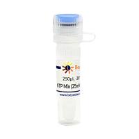 NTP Mix (25mM each, Nuclease free)