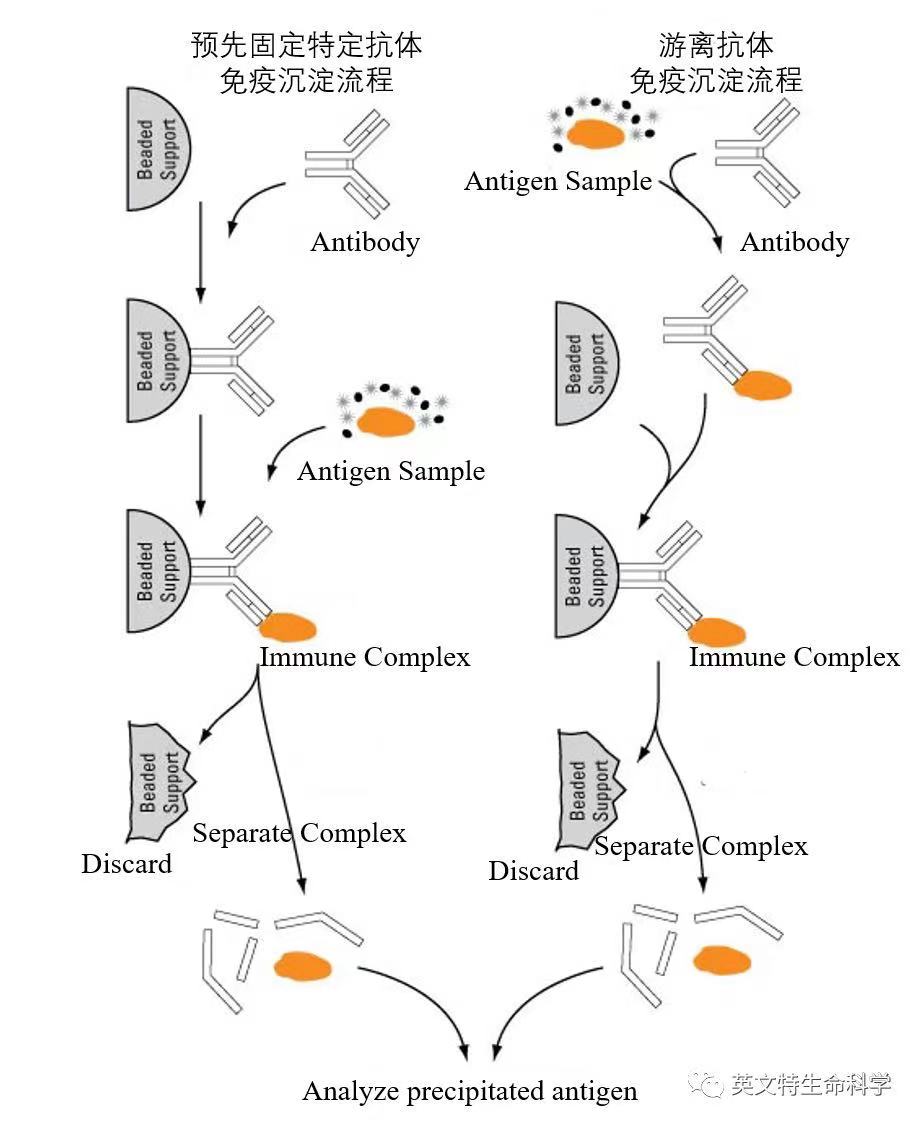 搞定IP/Co-IP实验，看了就懂了！
