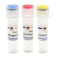 T4 RNA Ligase 2, truncated