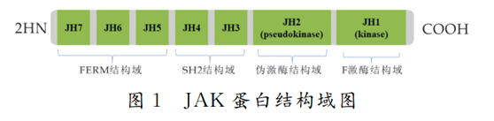 JAK-STAT 信号传导通路