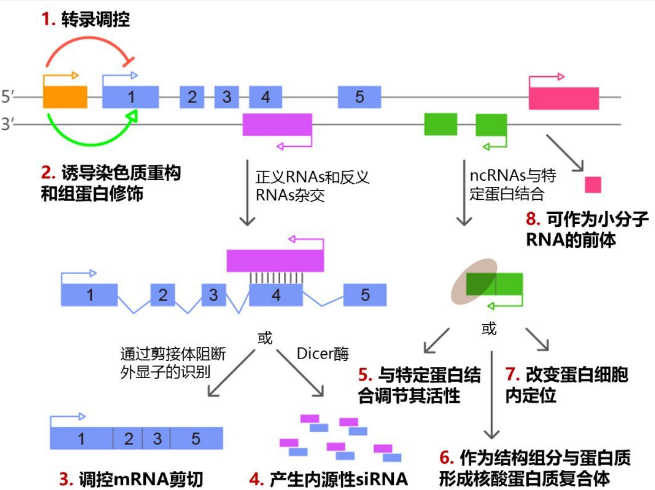 关于反义lncrna你知道多少