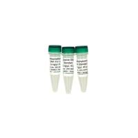 5-Methylcytosine & 5-Hydroxymethylcytosine DNA Standard Set(5'-甲基和羟甲基胞嘧啶对照)