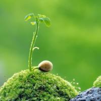 植物激素检测_植物激素提取液相检测