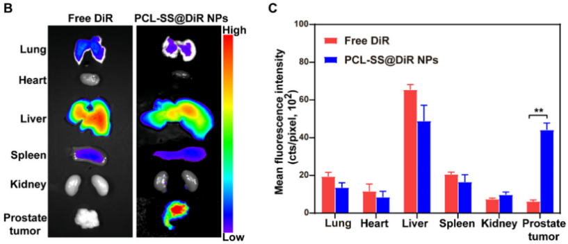 文献速递│动物活体成像系统在前列腺癌治疗研究中的应用
