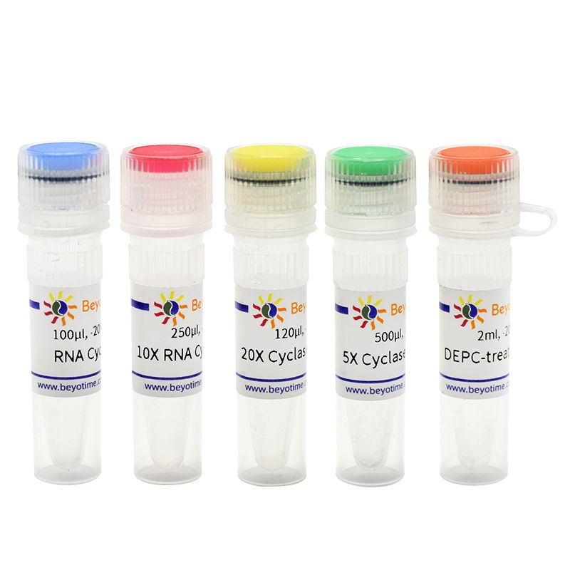 Circular RNA Synthesis Kit